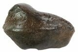 Fossil Whale Ear Bone - Miocene #95742-1